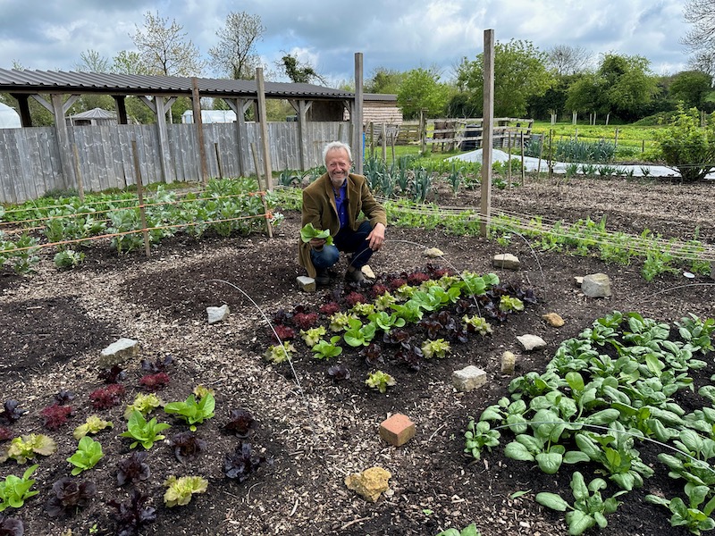 I have just removed covers from these lettuce and spinach, and almost all the plants are still there. Main damage is from woodlice eating the lowest leaves, see my recent video