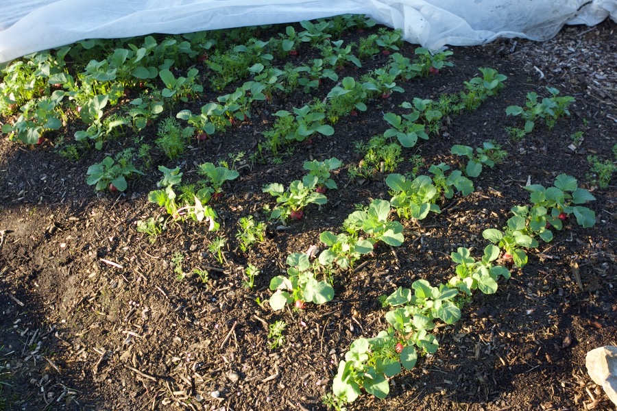 Carrot germination is strong of older Bingenheimer seed Nantes Milan, also plenty of radish