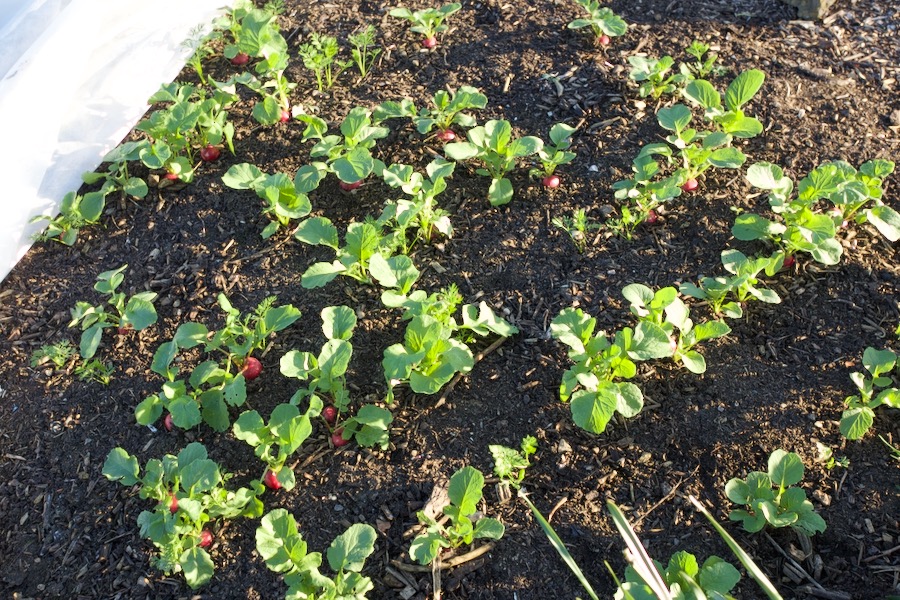 Carrot germination is poor of new Moles newly purchased seed, F1 Napoli, while the year old radish seeds are all growing