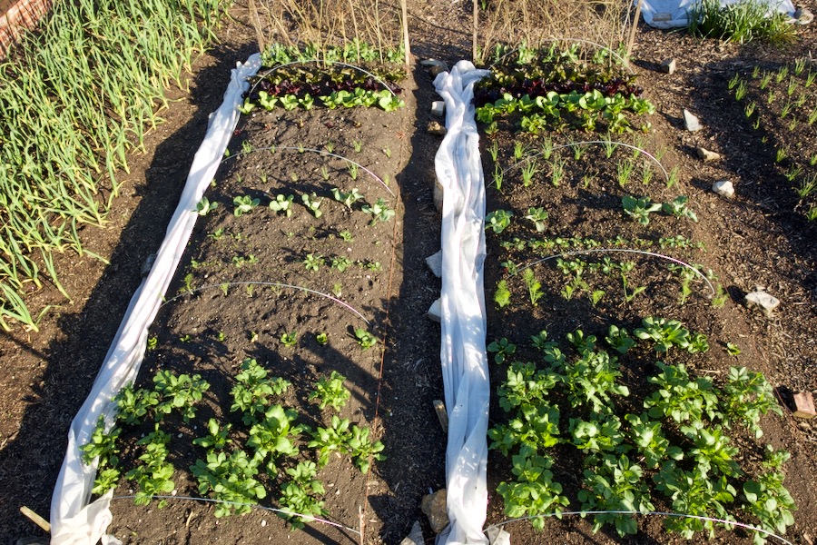 1st May trial beds, dig on left and no dig right, both beds have same plants and compost amounts
