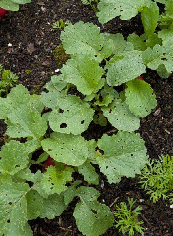 Typical flea beetle damage on young brassica leaves, many small holes and often perfectly round