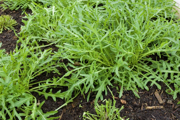 Wild rocket is prolific in May. Below is Athena, sown September in a tray in the greenhouse, then pricked into CD small module cells then potted to 9cm pots in November, still in the greenhouse. We planted it outside late February and this is one plant! Spacing is 30cm, there is a fine mesh cover against flea beetle and we keep cutting until July.
