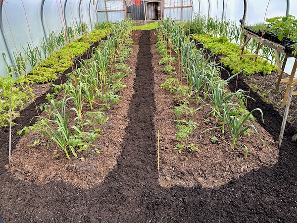 Before your summer plantings of tomatoes, cucumbers, peppers, aubergines, melons and so forth, it's a good time to spread the annual dose of compost. This year we used the contents of last year's hotbed, so that's one year old horse manure. With a little mushroom compost on top, and some green waste compost on the paths.