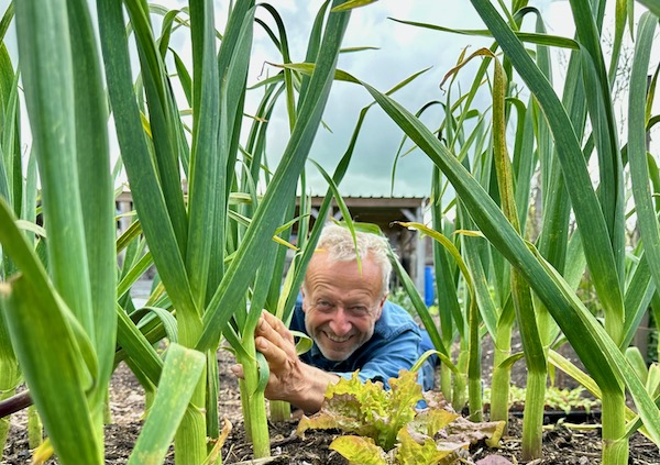 Garlic is growing strongly. At this time last year we started losing green leaves to the orange spots of rust. There is not too much rust at present, but it is spreading The first photo shows interplants of coriander. When garlic is spaced in rows like this, you can intersow or interplant many vegetables, see my new video.
