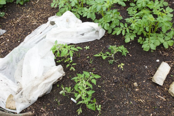 This is an experiment to see how it can work with early planting of tomatoes outside and with fleece over. We shall put stakes in, in about a week, after removing the fleece - this is in the small garden