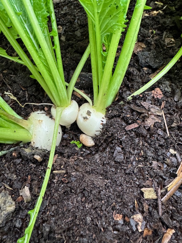Multisown turnips and one of the four harvested has left a hole, ideal for the slug!
