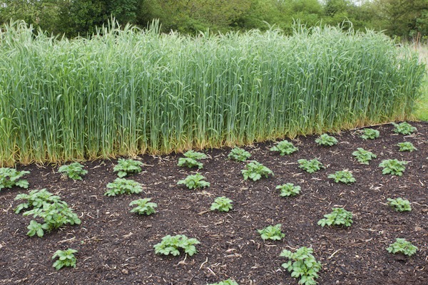 Charlotte potatoes have been in for one month and they are from homesaved seed. We shall pull compost around them this week in case of ground frost. Behind is rye sown last October, for making bread!