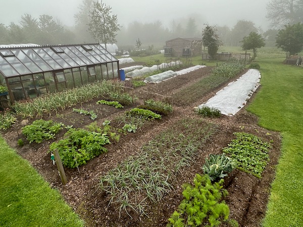 Misty May morning, my trial beds are on the left and the no dig one nearest is looking strong, compared to dig on its left. There is not a lot of space for the many new plantings soon happening.