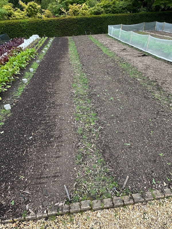 Path weeds at le Manoir where they never laid cardboard, now is a big job to weed