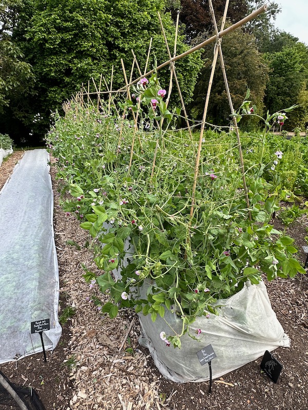 Tall purple peas at Le Manoir grown for their flowers mostly, protected yet eaten by pigeons