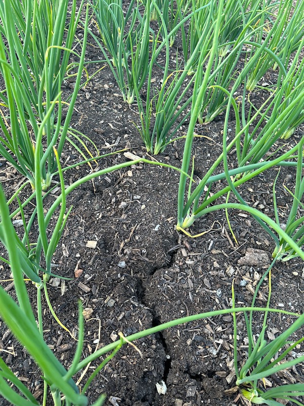 Onion bed at Homeacres, not watered and showing cracked soil even with no dig mulching of compost