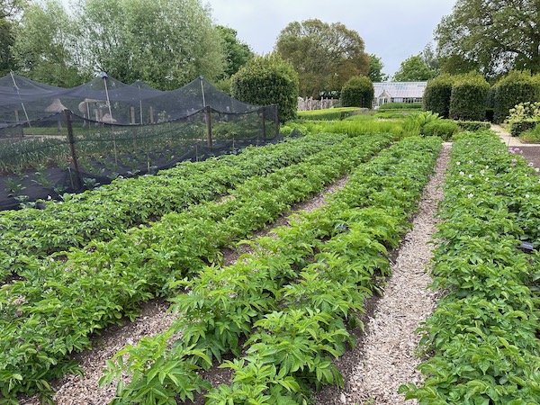 Clean paths and beds for potatoes Le Manoir 31st May, these look very promising