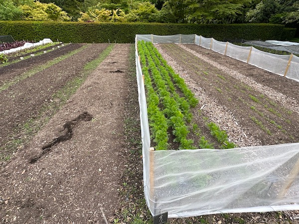 Protecting carrots at Le Manoir against rabbits and root flies, overnight you can see new holes were dug by rabbits, some of which have droppings in. Notice clean paths where cardboard was laid in February, then a little woodchip over
