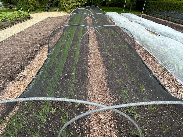 Salsify and scorzonera sown direct, useful for the restaurant but I find them low yielding