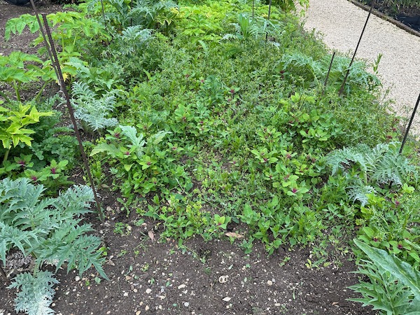 A job got missed here and if cardboard had been laid in March, a lot of hand weeding would have been avoided in the wide spaces between these new globe artichokes