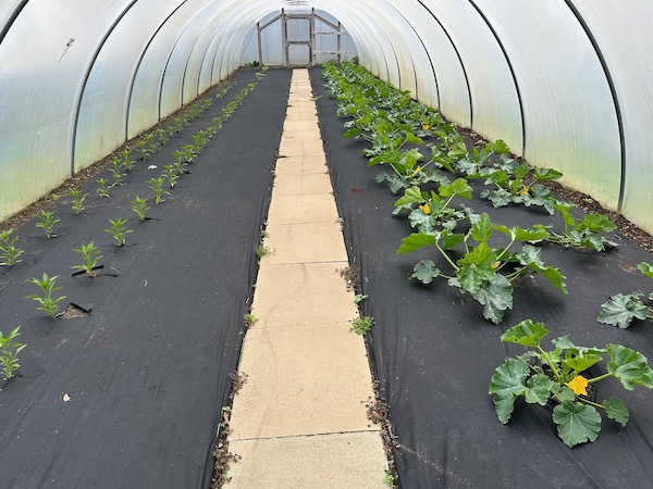 I don't like this use of landscape fabric however, in view of the other photos here I can see why they use it to control weeds for peppers on the left and courgette plants on the right which are picked tiny, mainly for flowers