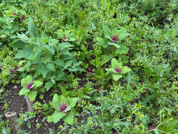Weed types vary and at Le Manoir they mostly have annuals such as the groundsel, sow thistle and pretty tree spinach, a relative of fathen (there have that too!)