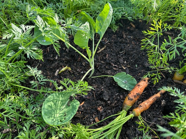 Brussels sprouts interplanted between carrots 11th June, watered through mesh which protects them both