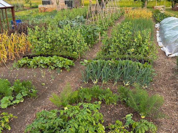 View middle of the main garden middle of June. Trial beds in front have potatoes to harvest soon and I follow them with leeks, while the onions will soon have kale between