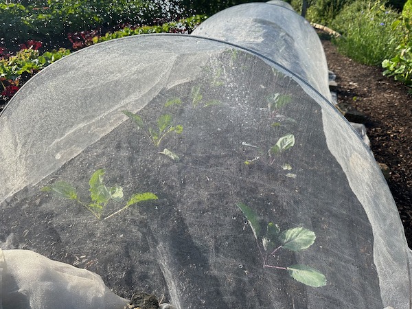Watering new cabbages through mesh is quicker than removing the cover. I transplanted these five days earlier, they were in the small pots.