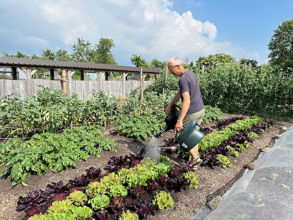 Watering lettuce two cans in bright sunlight. You can!!!