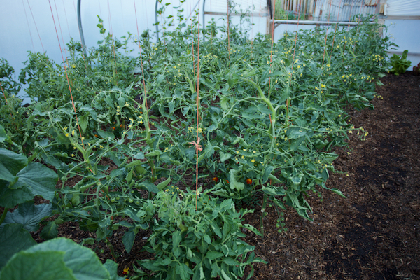 My tomato plants in the polytunnel are rolling their leaves, and this is not anything to do with a lack of moisture. Rather it's from big variations in night and day temperatures. More ventilation would help, but the cucumbers and melons are doing fine.