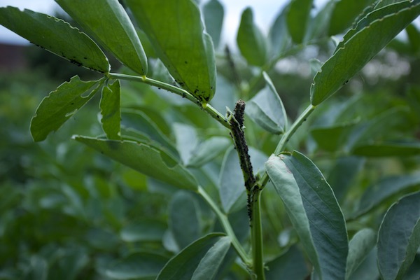 It's an aphid season, and the black flies on broad beans are far more then usual