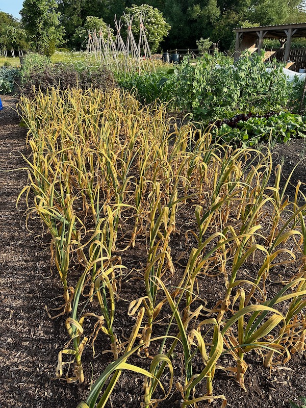 This rusty garlic is just a few days before harvest. There is still green in the middle!