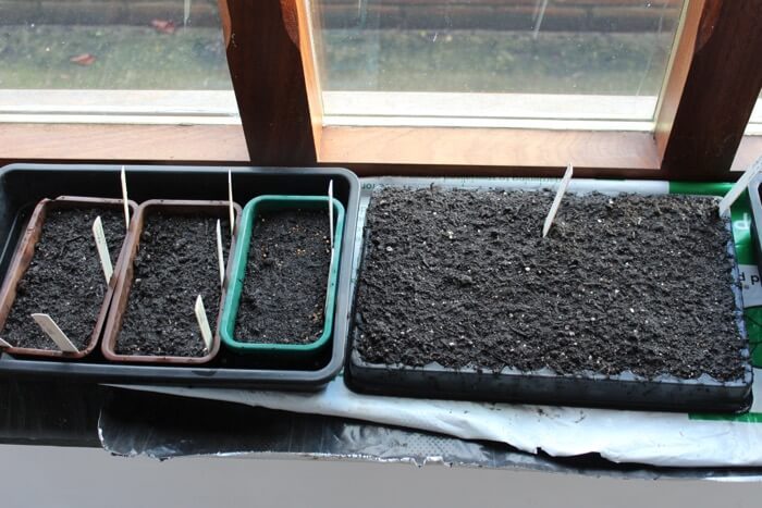Seeds germinating on a windowsill