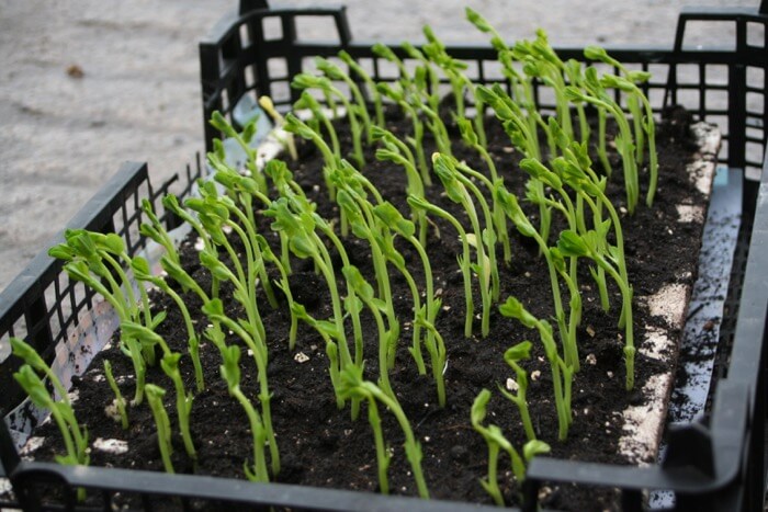 Peas sown windowsill need more light