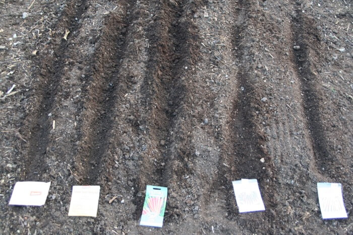 Carrots sown direct into compost no dig
