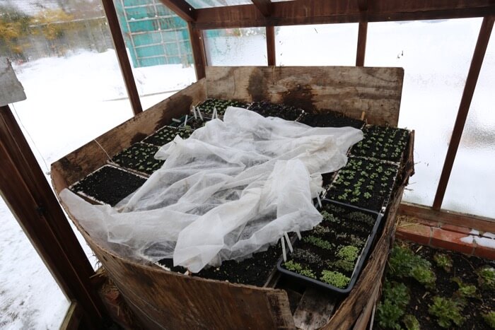 Hotbed sowings late winter