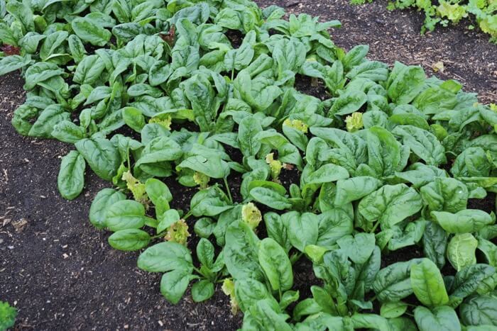 Autumn spinach from August sowing