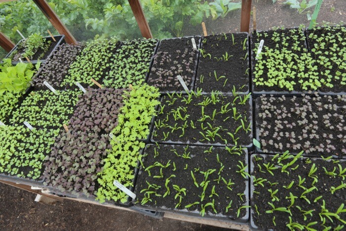 Module sowings August Charles Dowding