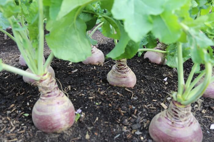 Swedes grow well from sowing 1st June