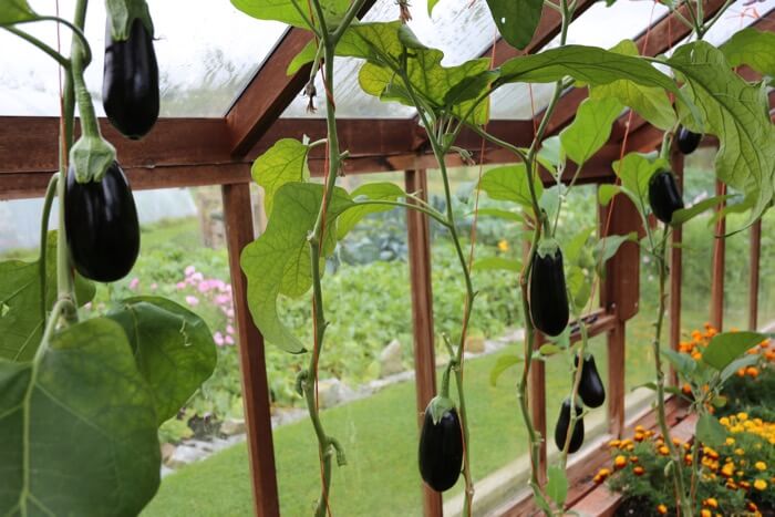 aubergines late suimmer from February sowing