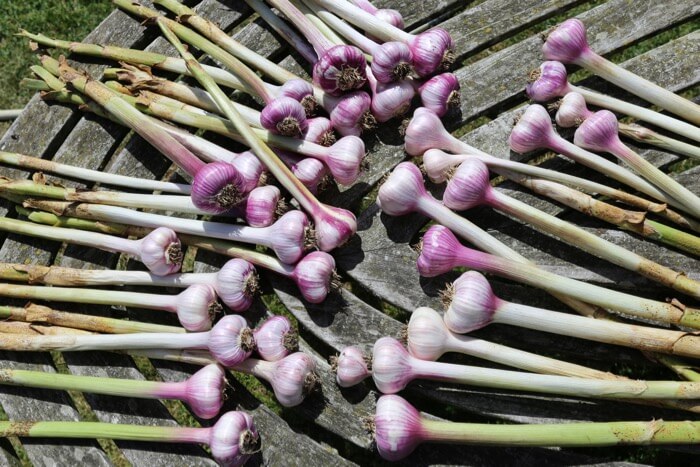 Garlic harvest June from October sowing