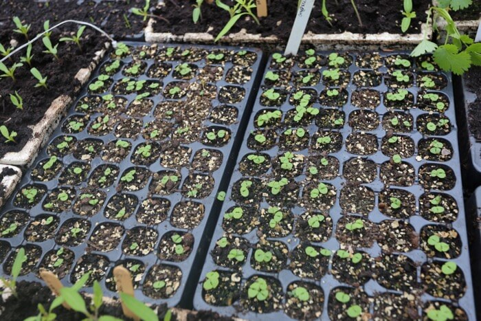 8 day old basil seedlings sown April