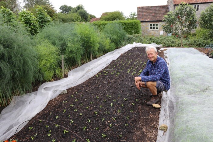 new salad plantings in August no dig