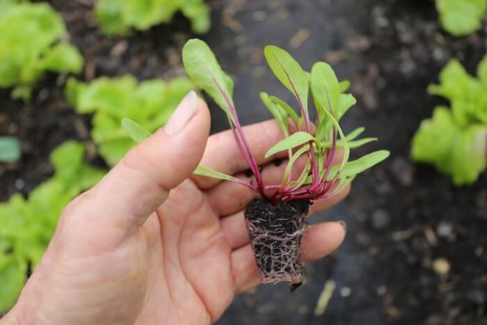 multisown beetroot Charles Dowding