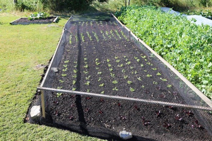 New planting of lettuce for summer harvests
