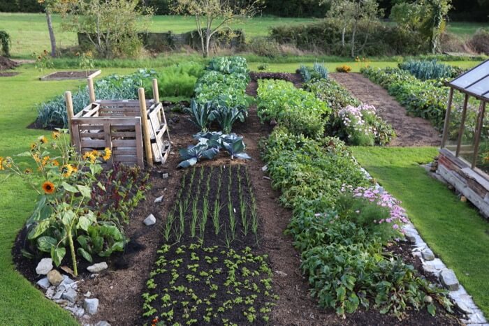 new plantings of chervil, spring onion no dig