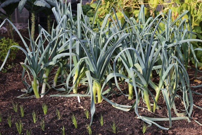 Leeks sown April, spring onions September
