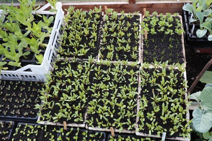 June sowings of beetroot etc