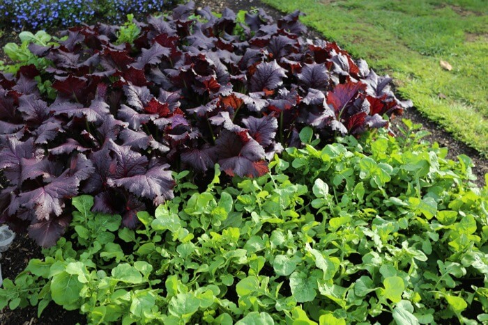 Lovely mustards, rocket in October, sown August