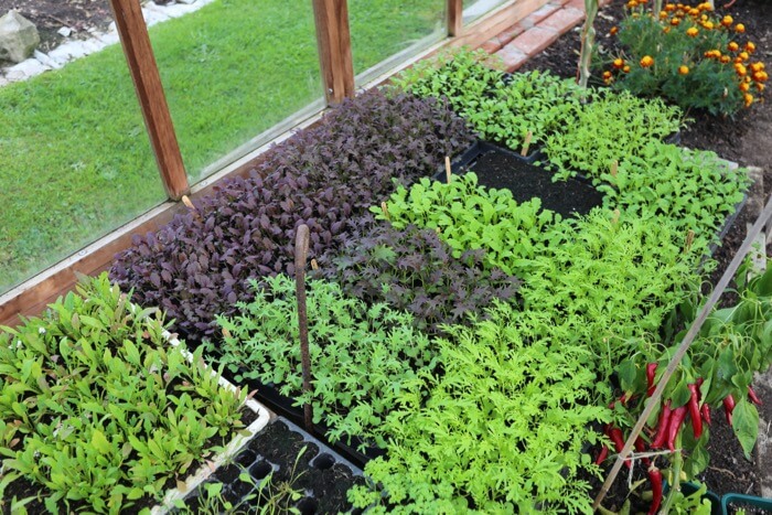For planting under cover in October, mustards