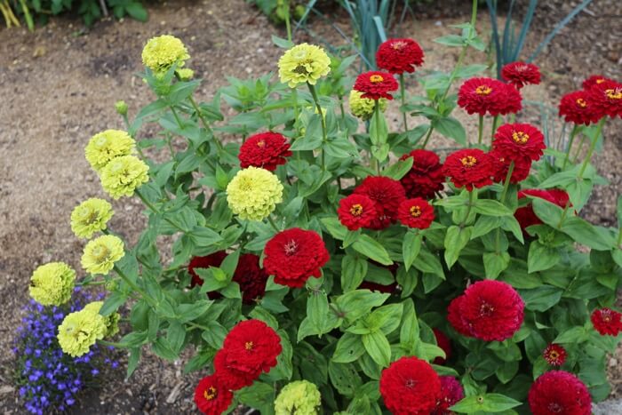 Gorgeous zinnias sown April