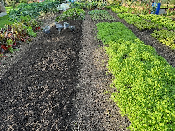 compost spread after clearing cabbages, mid October in Charles Dowding's no dig garden