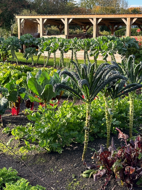 Cavolo Nero Kale 'palm trees' and Brussels sprouts in perfect condition