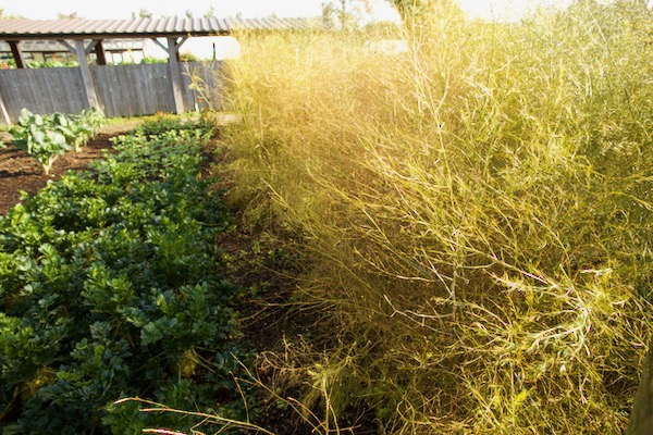 Asparagus ready to be cut in late October, is over 2m high